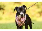Adopt Sherlock a American Staffordshire Terrier