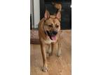 Adopt Ludovich a Akita, Shepherd