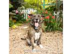 Adopt Bronn a Shepherd