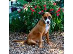 Adopt Pigtails a Boxer