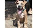 Adopt General a Mixed Breed