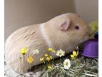 Adopt Danish (Bonded W/ Danish) a Guinea Pig
