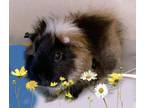 Adopt Donut (Bonded W/ Danish) a Guinea Pig