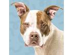 Adopt D.O.G. a Mixed Breed