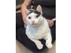 Adopt Louis a Domestic Short Hair