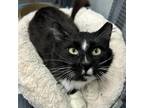 Adopt Houdini a Domestic Short Hair