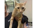 Adopt Tigger a Domestic Short Hair