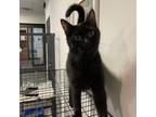 Adopt Mr. Kitty a Domestic Short Hair