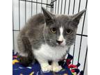 Adopt Mateo a Domestic Short Hair