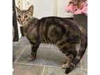 Adopt Bernie a Domestic Short Hair