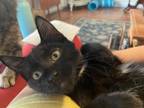 Adopt Johnny a Domestic Short Hair