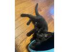 Adopt Dallas a Domestic Short Hair