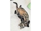 Adopt Max a Domestic Short Hair