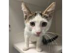 Adopt Brooks a Domestic Short Hair