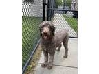 Adopt Ceasar a Standard Poodle, Mixed Breed