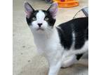 Adopt Po a Domestic Short Hair