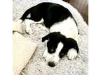 Adopt Rocky Road a Labrador Retriever, Hound