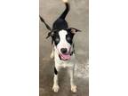 Adopt Ohio a German Shepherd Dog, Mixed Breed