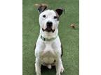 Adopt Taz a Pit Bull Terrier, Mixed Breed