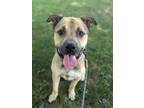 Adopt Harold a German Shepherd Dog, Mixed Breed