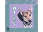 Adopt Wiley a Mixed Breed
