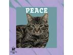 Adopt Peace a Domestic Short Hair