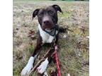 Adopt Edd a Pit Bull Terrier