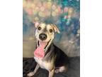 Adopt BEAST BOY (DOG 3) a Terrier, Jack Russell Terrier