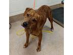 Adopt Spike a Plott Hound