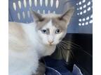 Adopt Clyde a Siamese