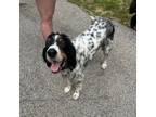 Adopt Available - Sam a English Setter