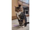 Adopt Nimbus a Domestic Short Hair