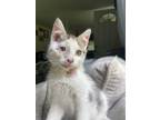 Adopt Post Meowlone a Domestic Short Hair