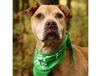 Adopt Itchy a Mixed Breed