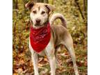 Adopt Charley a Mixed Breed