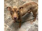 Adopt Fisher a Catahoula Leopard Dog, Hound