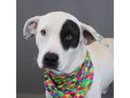 Adopt Kudzu a Pit Bull Terrier