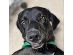 Adopt Concrete a Black Labrador Retriever