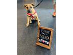 Adopt Calabash a Terrier