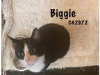Adopt Biggie a Domestic Short Hair