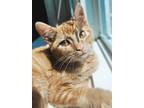 Adopt King a Domestic Short Hair