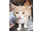 Adopt Cheddar a Domestic Short Hair
