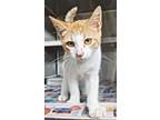 Adopt Mason a Domestic Short Hair