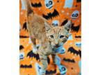 Adopt Sherbert a Domestic Short Hair