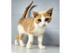 Adopt Blaze a Domestic Short Hair
