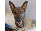 Adopt Bullet a German Shepherd Dog