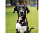 Adopt Phantom a Mixed Breed