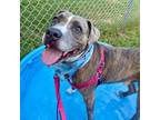 Adopt Hugh a Pit Bull Terrier