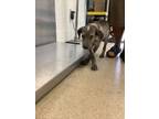 Adopt Ken a German Shorthaired Pointer, Mixed Breed