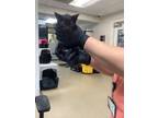 Adopt Kitten 1 a Domestic Short Hair